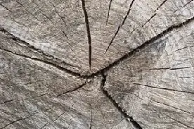 Kurczenie się drewna